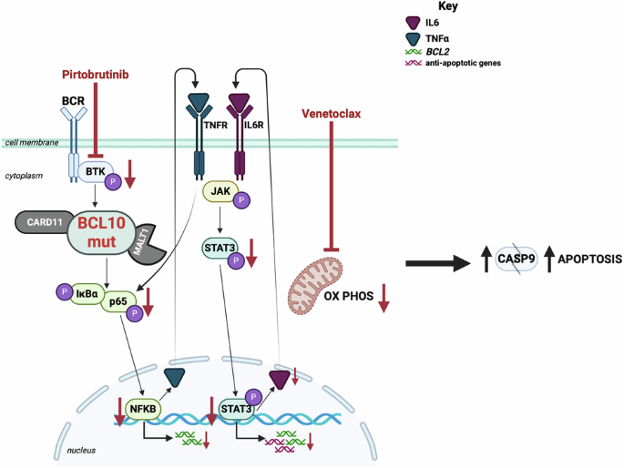 Bruton’s tyrosine kinase inhibition re-sensitizes multidrug-resistant DLBCL tumors driven by BCL10 gain-of-function mutants to venetoclax