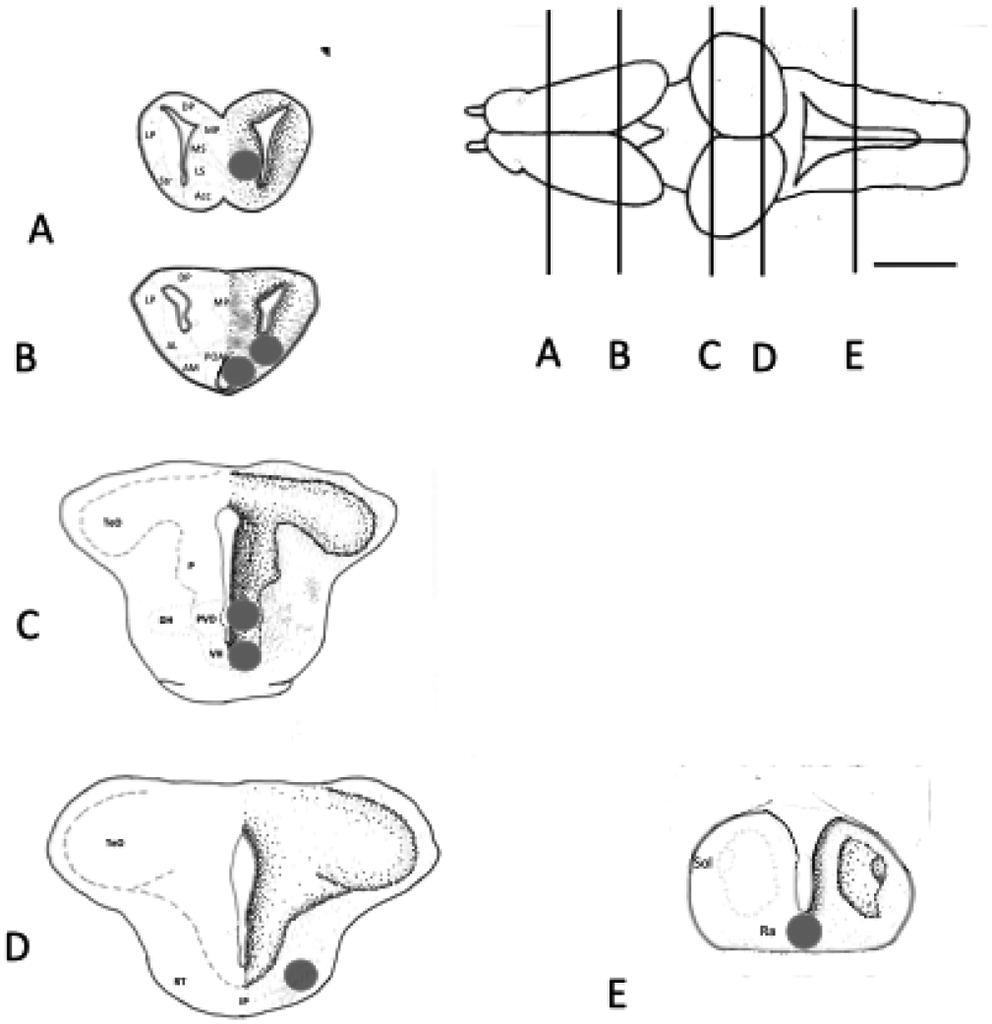 Monoamine neurochemistry, behavior, and microhabitat contribute to male coquí frog modes: silent, territorial, and paternal