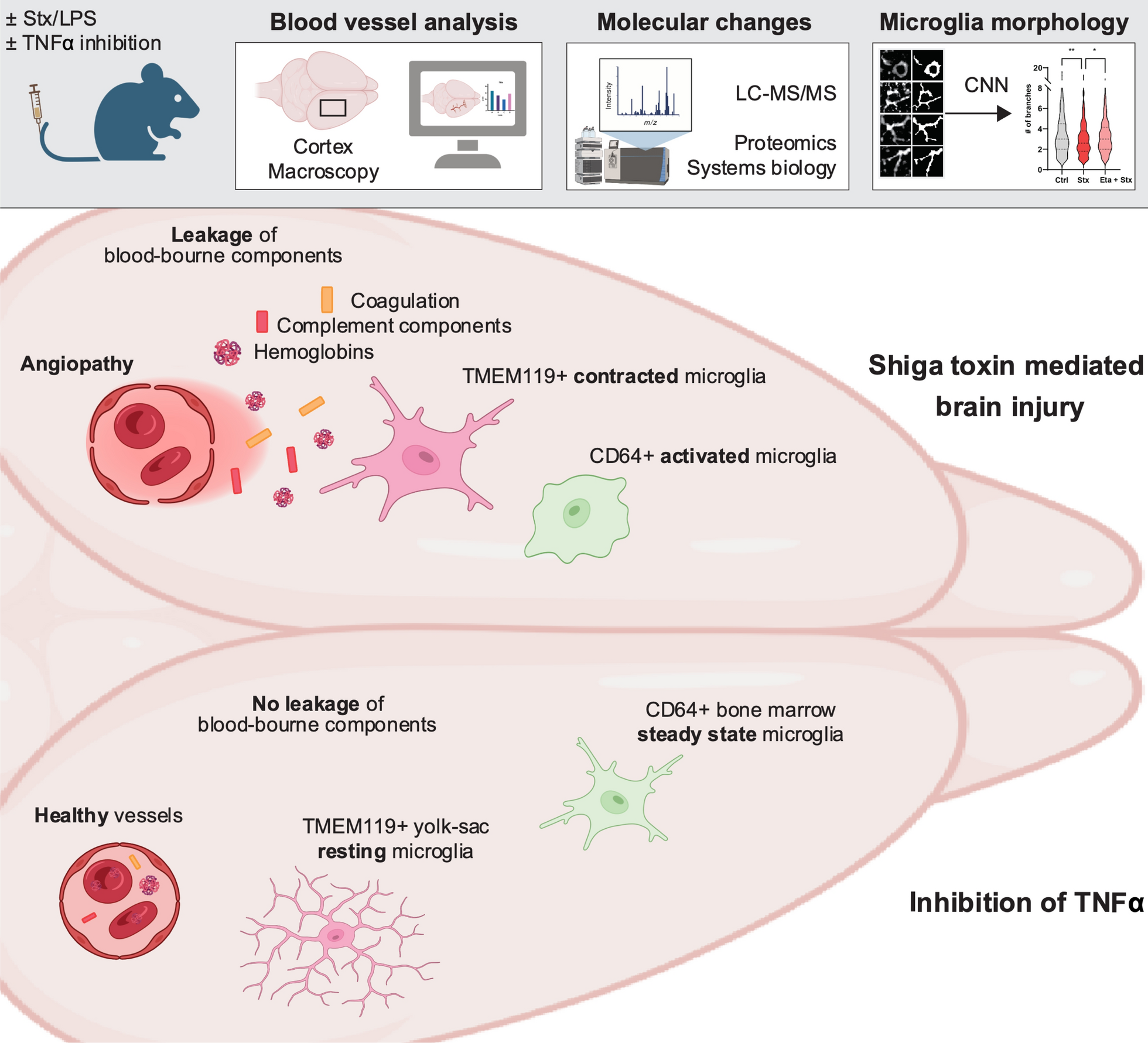 Inhibition of tumour necrosis factor alpha by Etanercept attenuates Shiga toxin-induced brain pathology