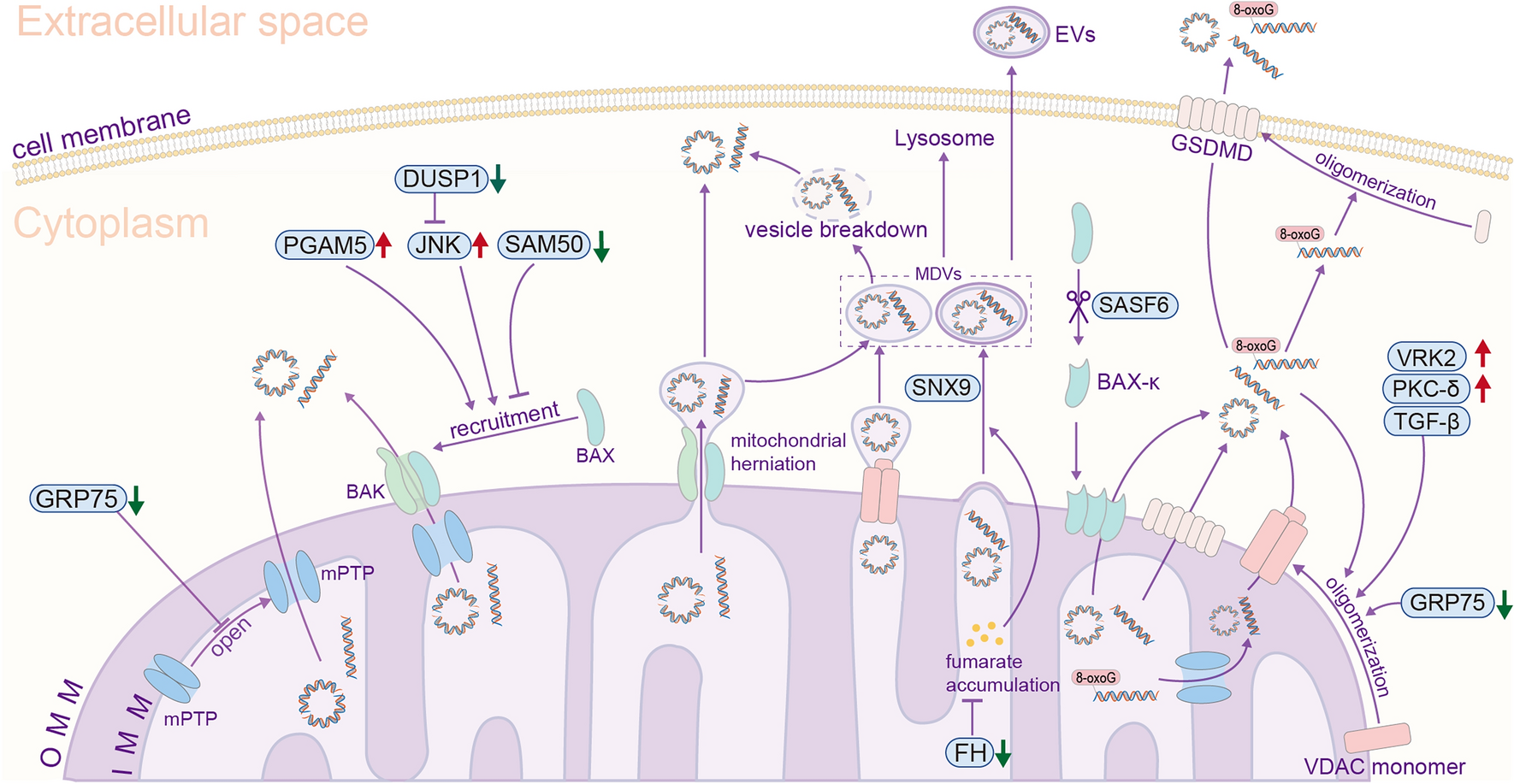 Mitochondrial DNA leakage: underlying mechanisms and therapeutic implications in neurological disorders