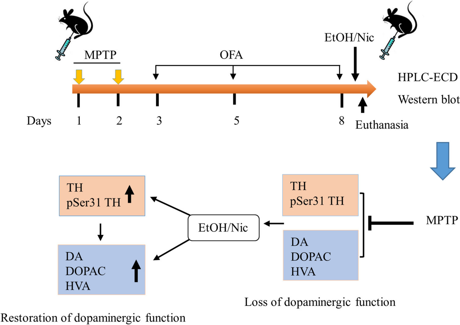 Restoration of MPTP-induced Dopamine and Tyrosine Hydroxylase Depletion in the Mouse Brain Through Ethanol and Nicotine