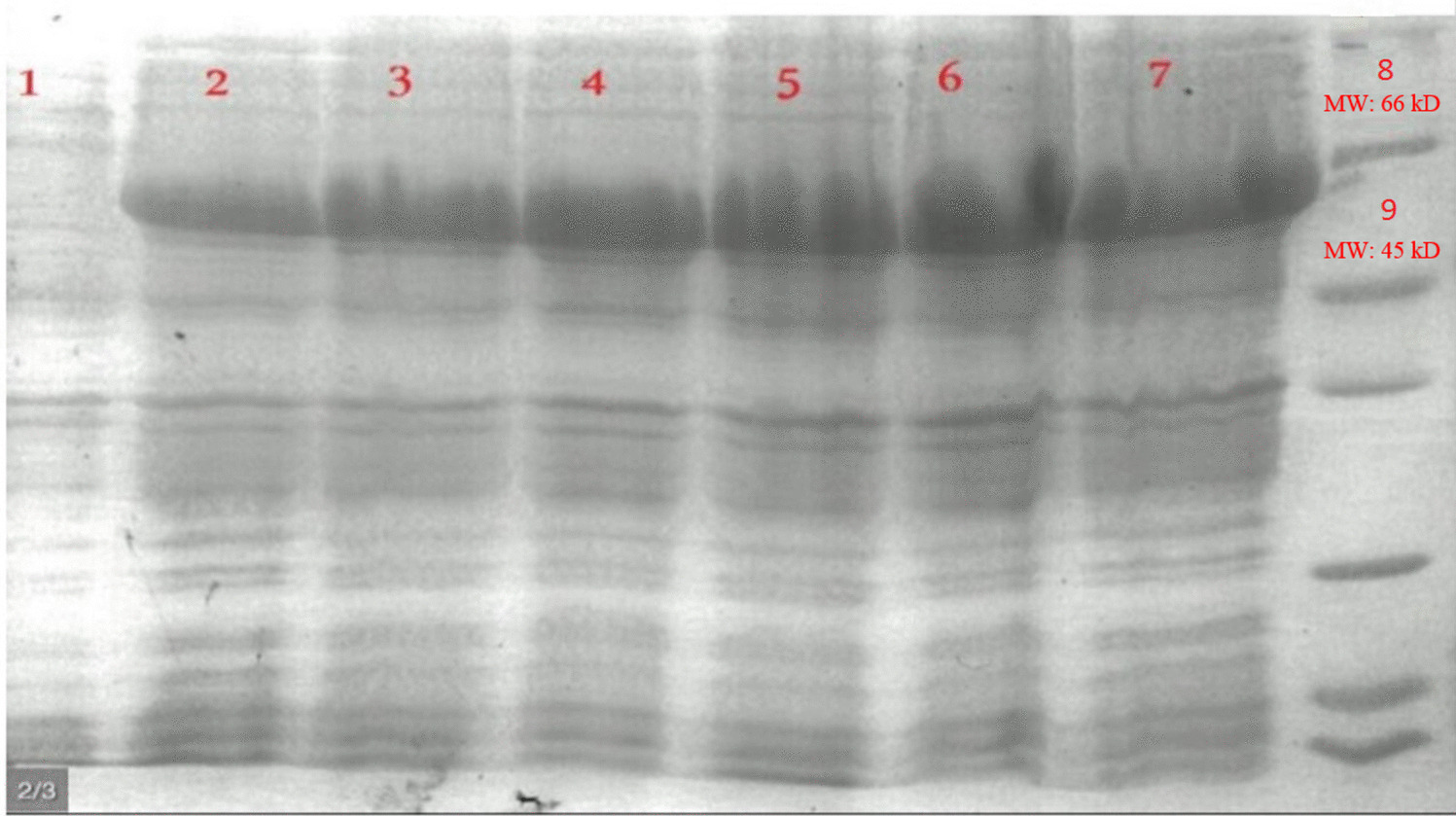 Immunization with recombinant HPV16-E7d in fusion with Flagellin as a cancer vaccine: Effect of antigen-adjuvant orientation on the immune response pattern