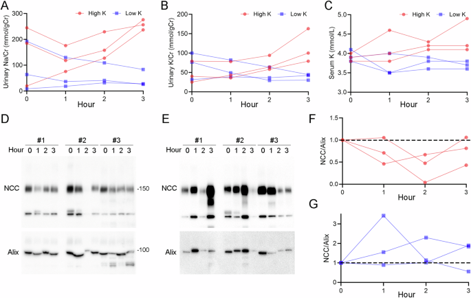 How potassium intake regulates sodium excretion in the kidney? Aldosterone-independent pathway in human