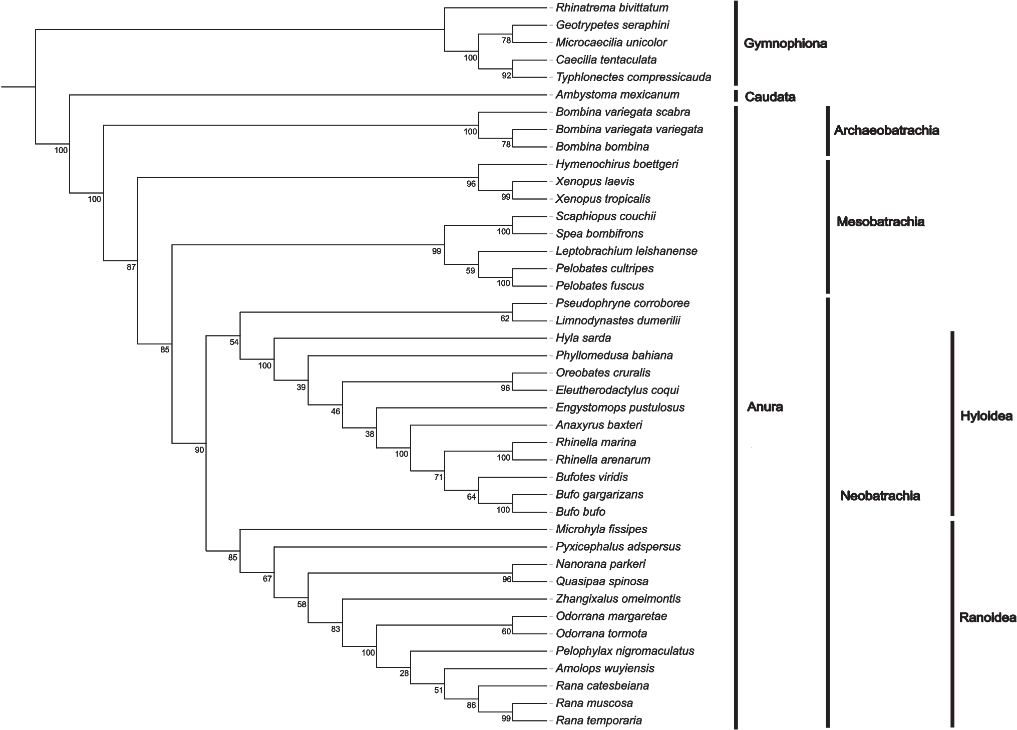 Primary regulatory T cell activator FOXP3 is present across Amphibia