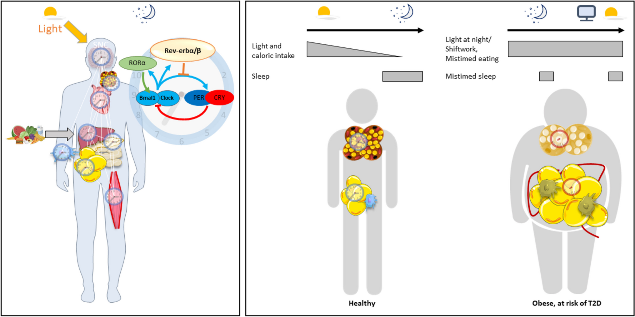 Circadian Disruption and the Risk of Developing Obesity