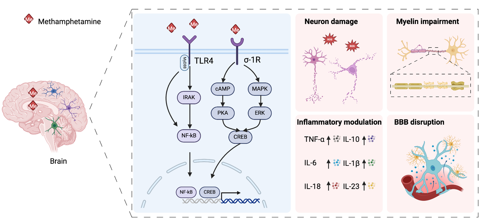 The interaction between central and peripheral immune systems in methamphetamine use disorder: current status and future directions