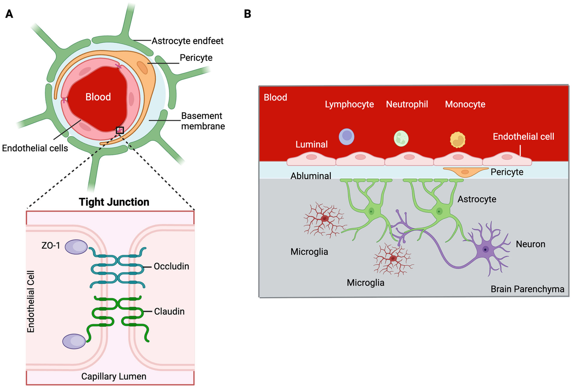 Innate immune sensors and regulators at the blood brain barrier: focus on toll-like receptors and inflammasomes as mediators of neuro-immune crosstalk and inflammation