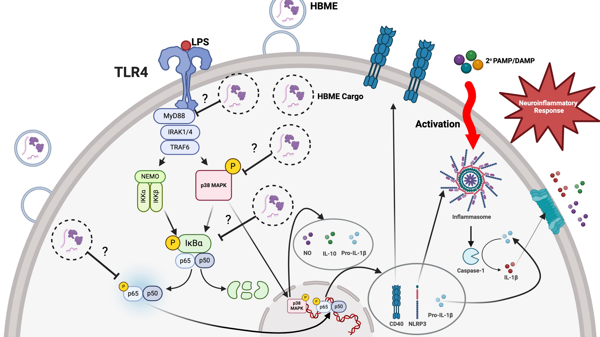 Human breast milk-derived exosomes attenuate lipopolysaccharide-induced activation in microglia