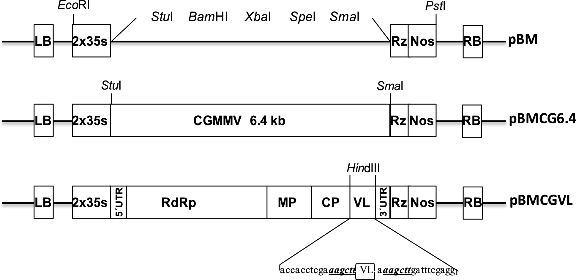 Plant-based production of monoclonal antibodies for rapid detection of Papaya ringspot virus