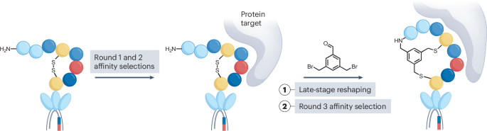 Later but better peptide modulations