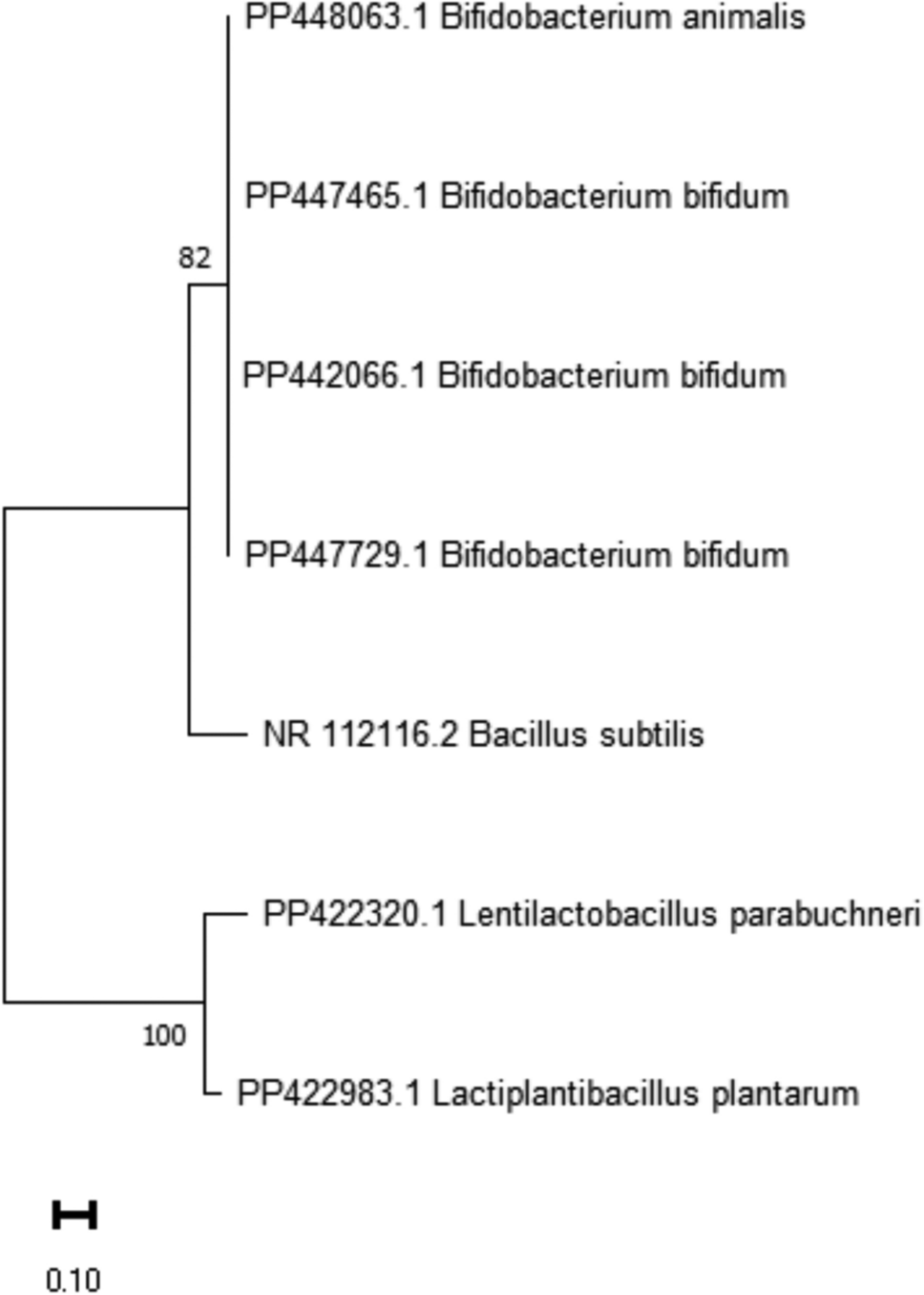 The Role of Lactic Acid Bacteria in Improving Behavioral Deficits, Serum Levels of Vitamin D3, B12 and Reducing Oxidative Stress and Demyelination in a Cuprizone-induced Demyelination Model of Rat