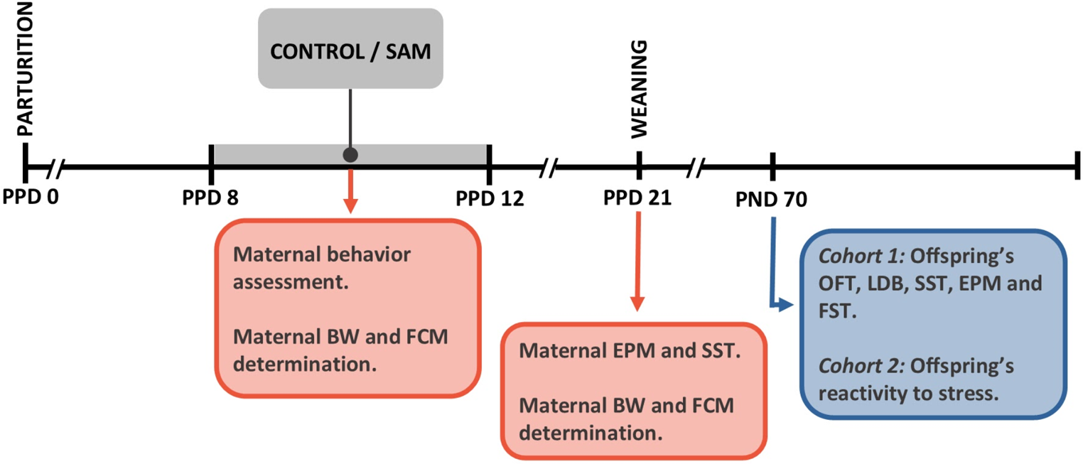 Sex-Specific Outcomes in a Rat Model of Early-Life Stress Due to Adverse Caregiving