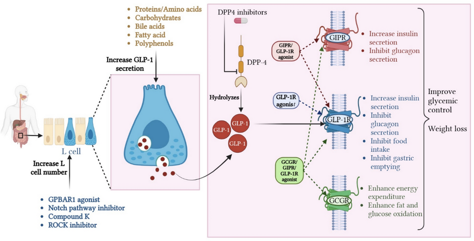 GLP-1-based therapies for type 2 diabetes: from single, dual and triple agonists to endogenous GLP-1 production and L-cell differentiation