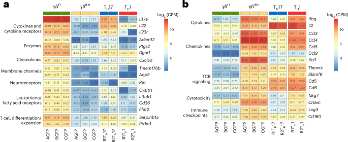 Functional signatures and activation mechanisms of effector γδ T cell subsets