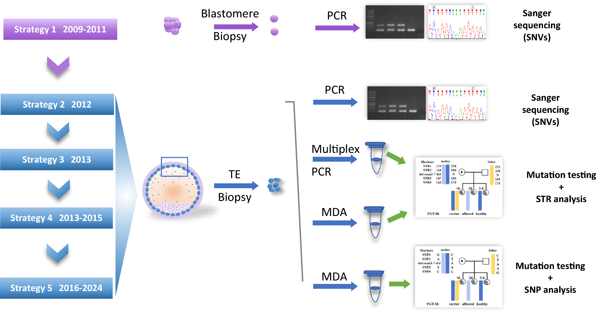 Decade-long application of preimplantation genetic testing for DMD/BMD: analysis of five clinical strategies and embryo recombination patterns