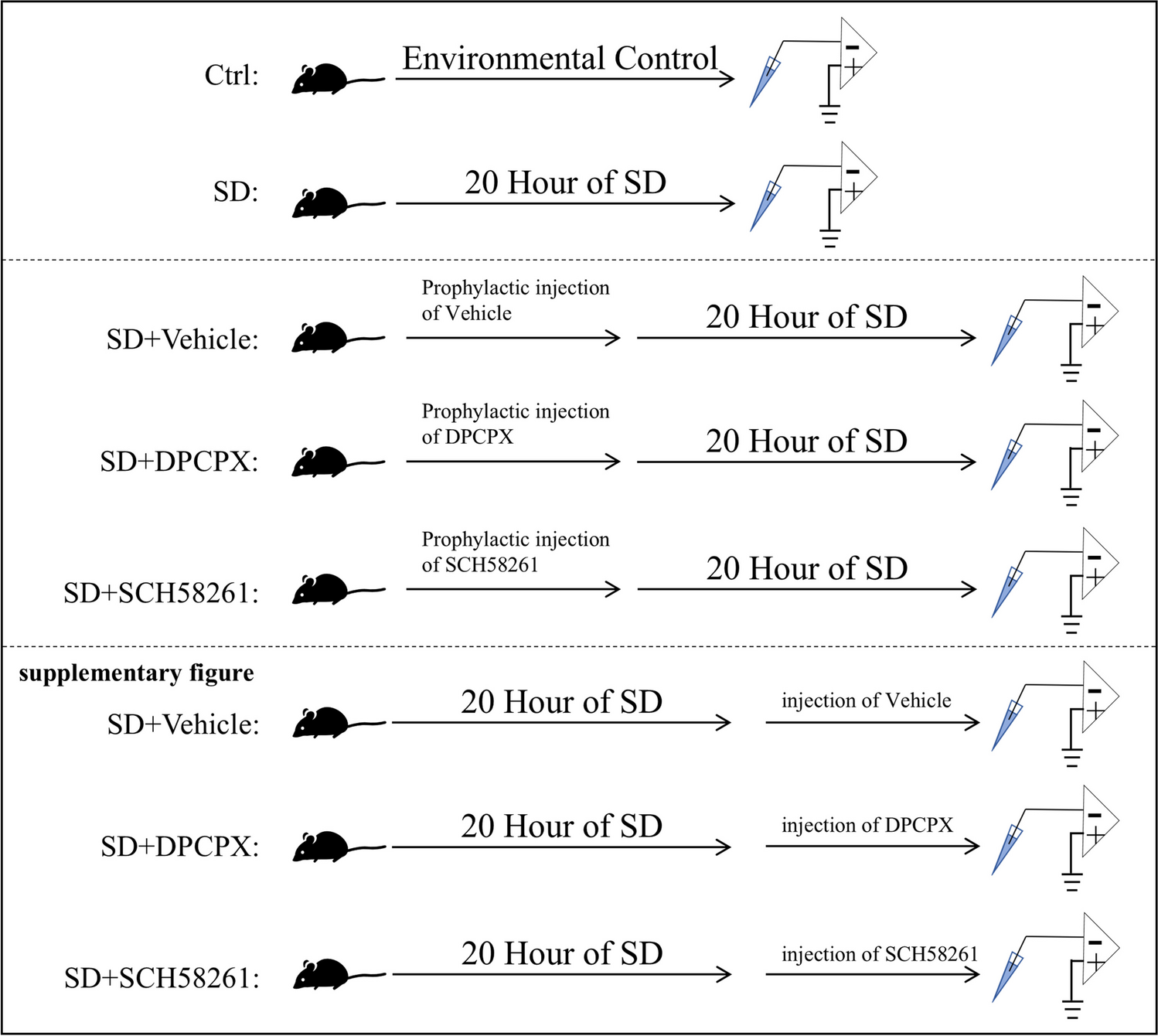 SCH58261 effectively prevents the reduction in excitability of striatal MSNs in mice following 20 h of sleep deprivation