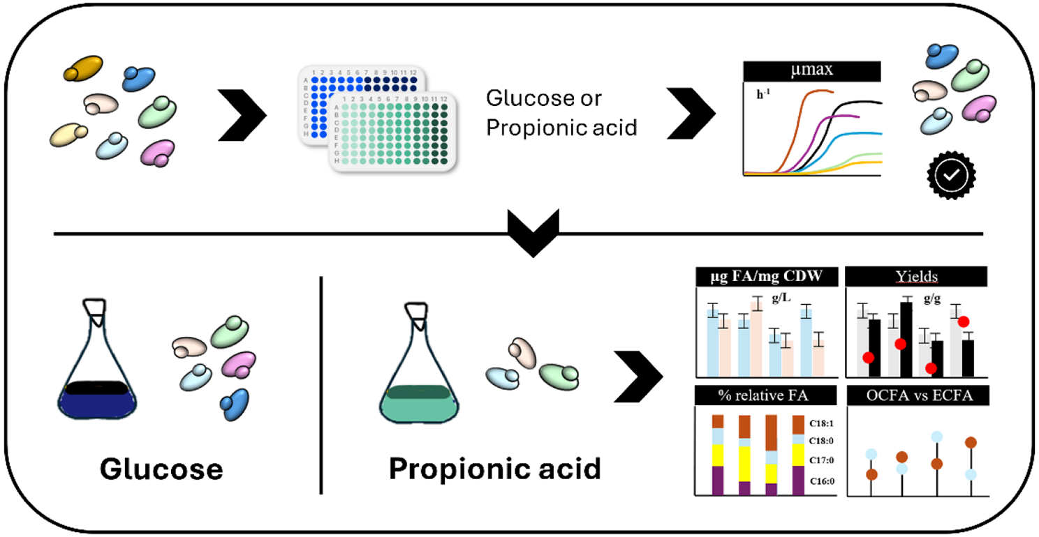 Impact of glucose and propionic acid on even and odd chain fatty acid profiles of oleaginous yeasts