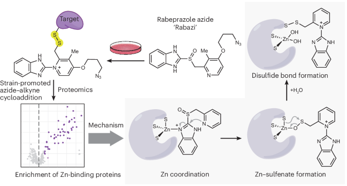 Site-specific activation of the proton pump inhibitor rabeprazole by tetrathiolate zinc centres