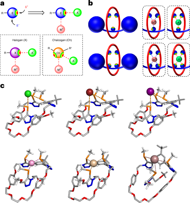 Rotaxanes with amphoteric σ-hole donors for cation or anion recognition