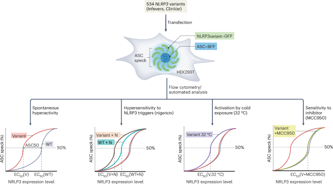 Functional analysis of NLRP3 variants provides insight into inflammasome regulation