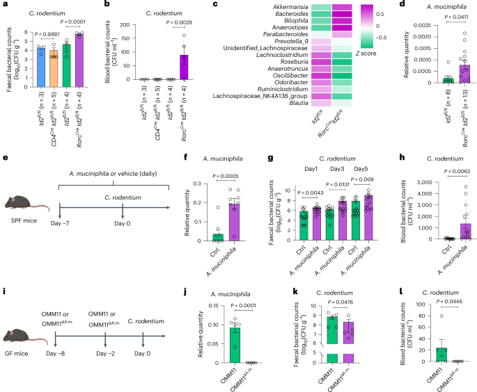 ILC3s regulate the gut microbiota via host intestinal galactosylation to limit pathogen infection in mice