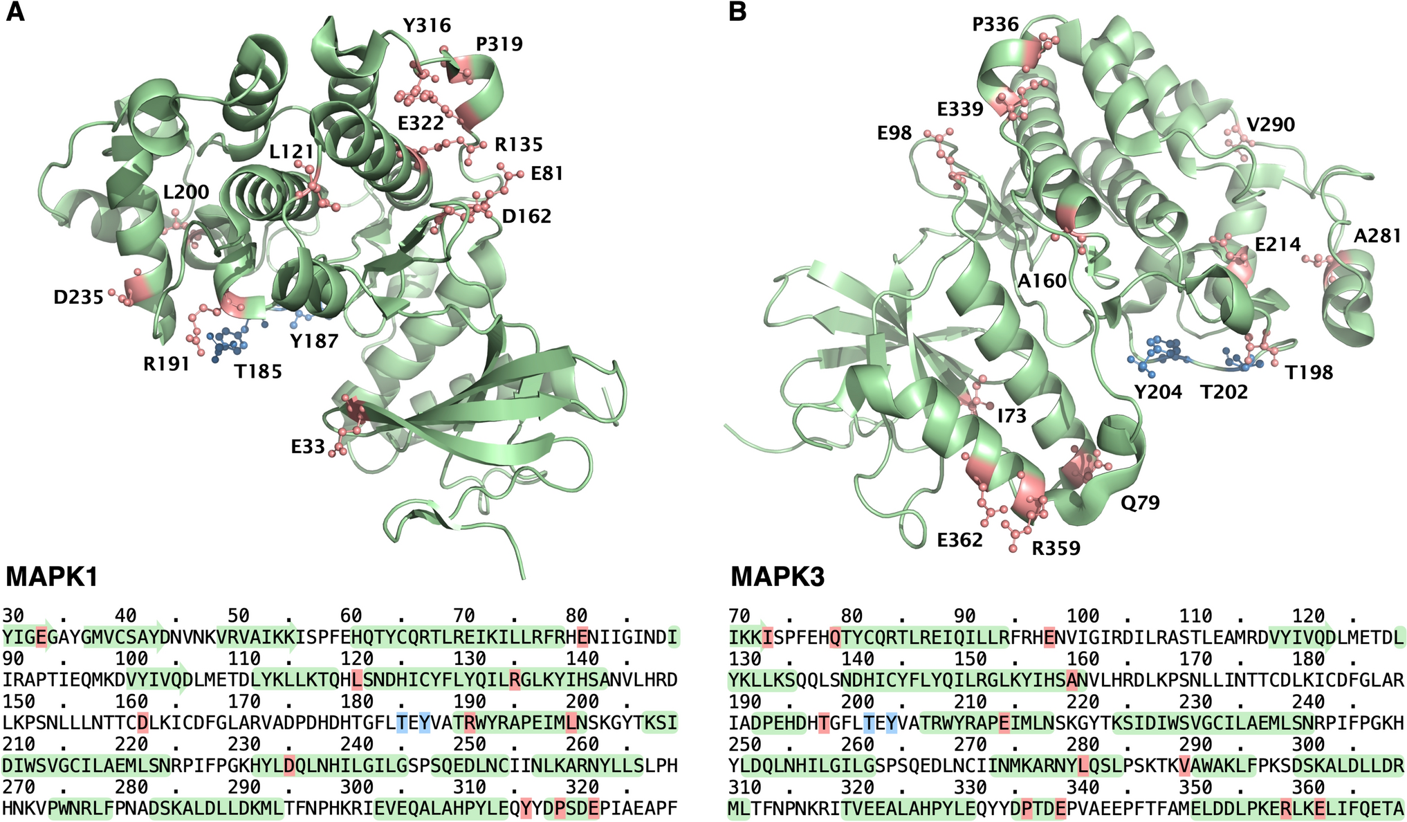 Assessing the predicted impact of single amino acid substitutions in MAPK proteins for CAGI6 challenges