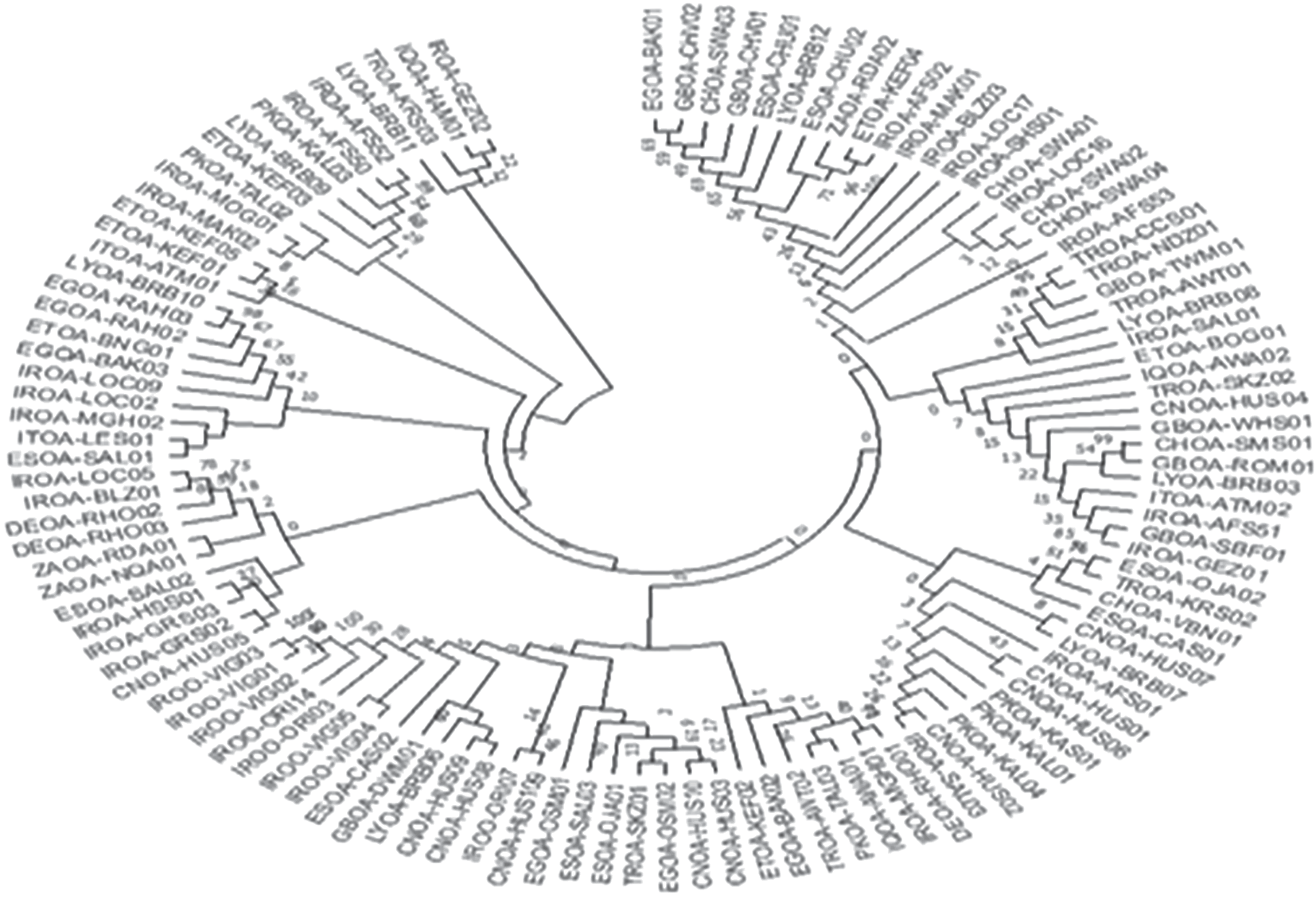 Whole Sequence Analysis of BRCA1 Gene to Unravel the Genetic Diversity and Phylogenetic Structure of the Domestic and Wild Sheep