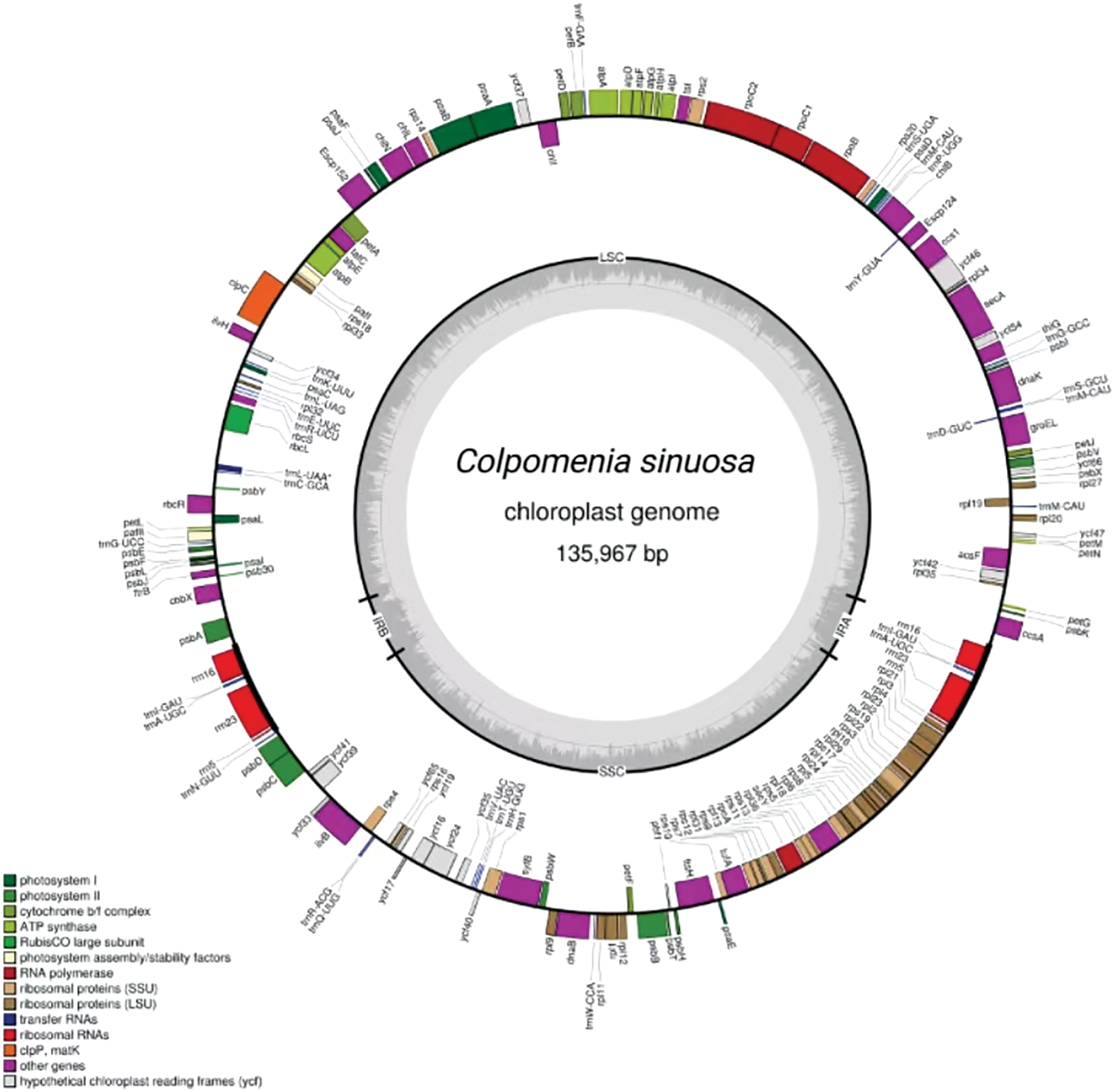 The Complete Chloroplast Genome of Colpomenia sinuosa