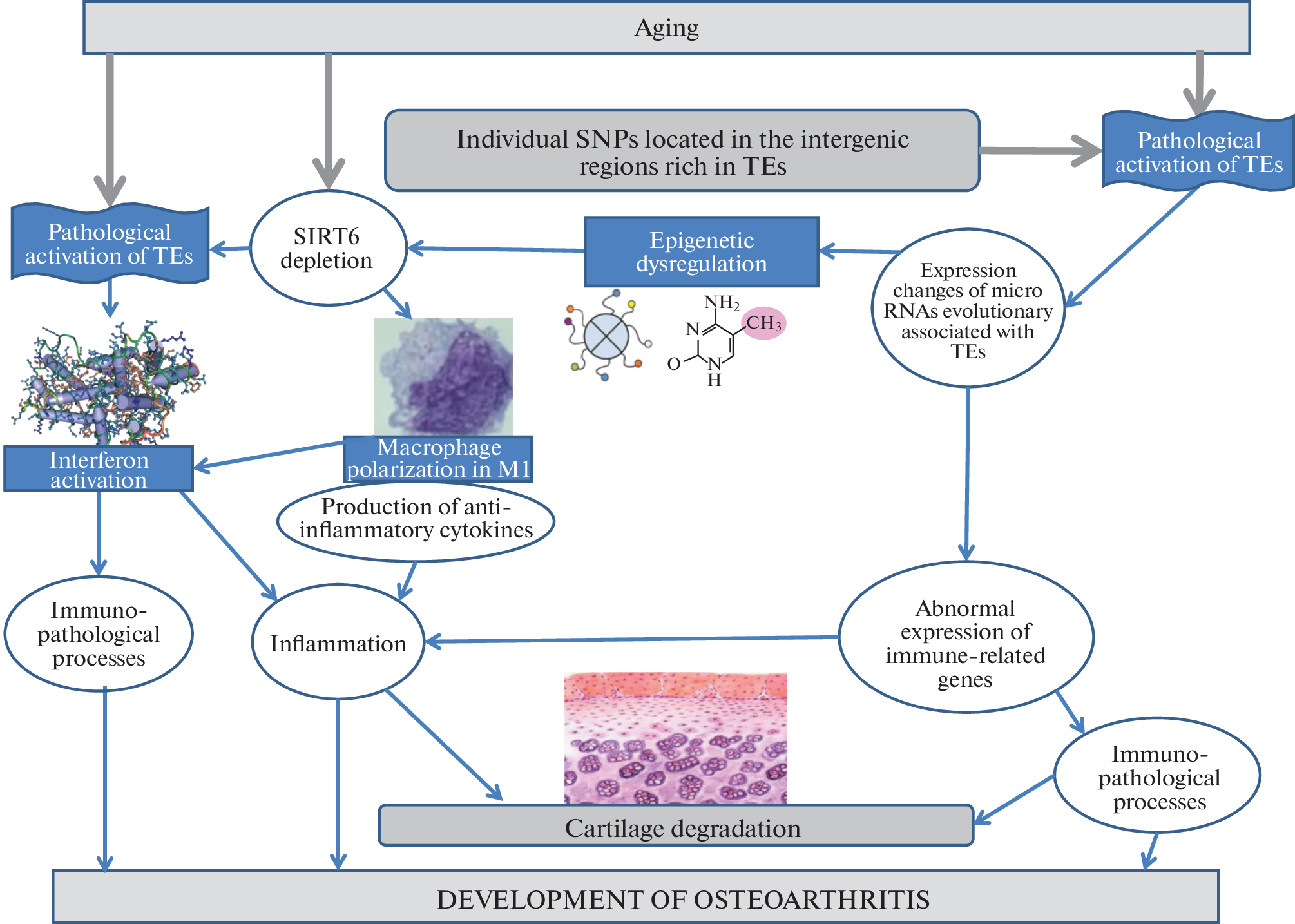 Relationship of MicroRNAs to Transposons in Osteoarthritis Development