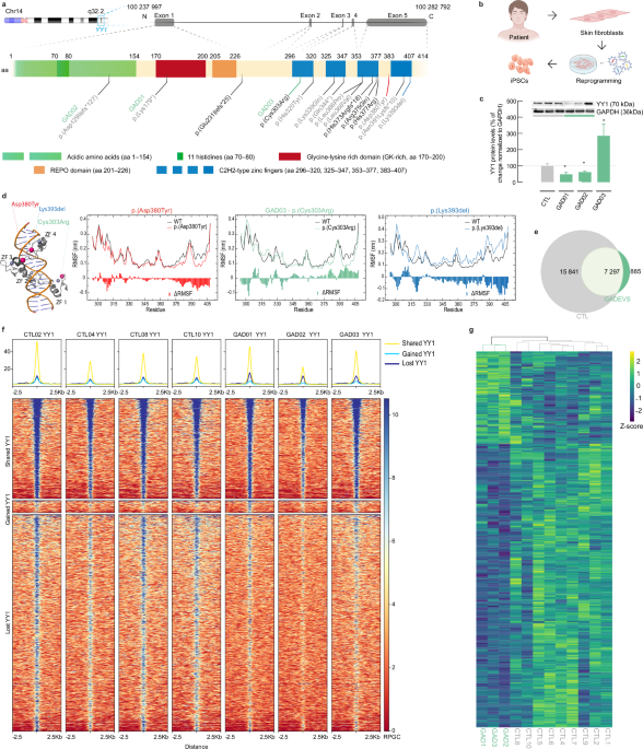 YY1 mutations disrupt corticogenesis through a cell type specific rewiring of cell-autonomous and non-cell-autonomous transcriptional programs