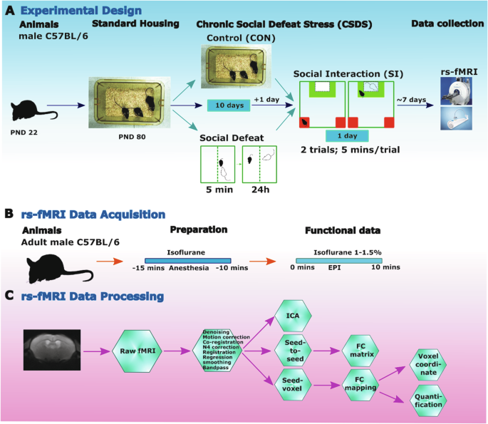 Resting-state fMRI reveals altered functional connectivity associated with resilience and susceptibility to chronic social defeat stress in mouse brain