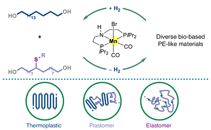 Catalytic closed-loop recycling of polyethylene-like materials produced by acceptorless dehydrogenative polymerization of bio-derived diols