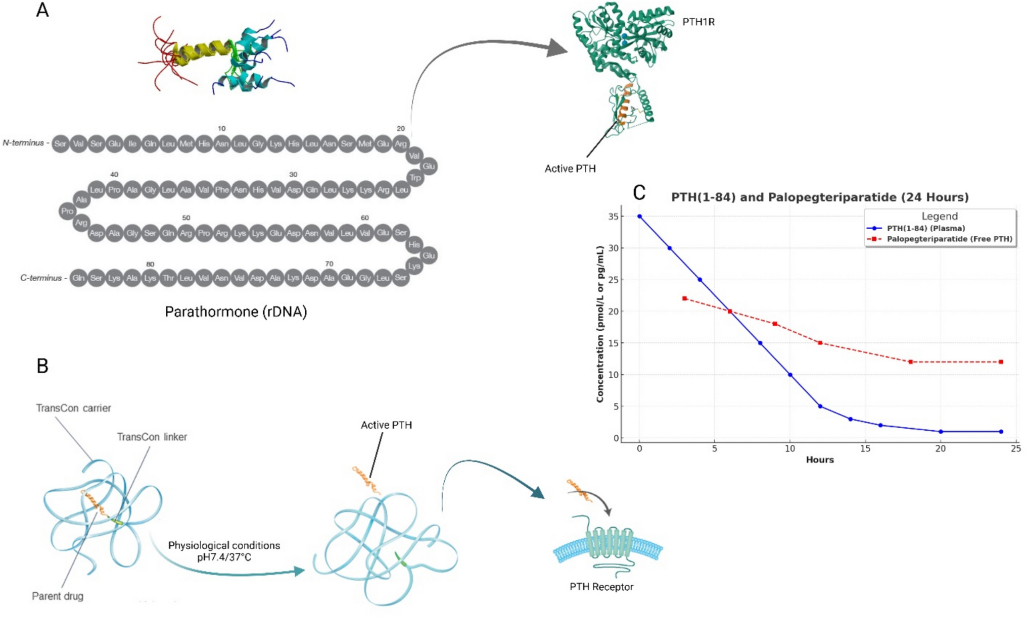 PTH Substitution Therapy for Chronic Hypoparathyroidism: PTH 1–84 and Palopegteriparatide