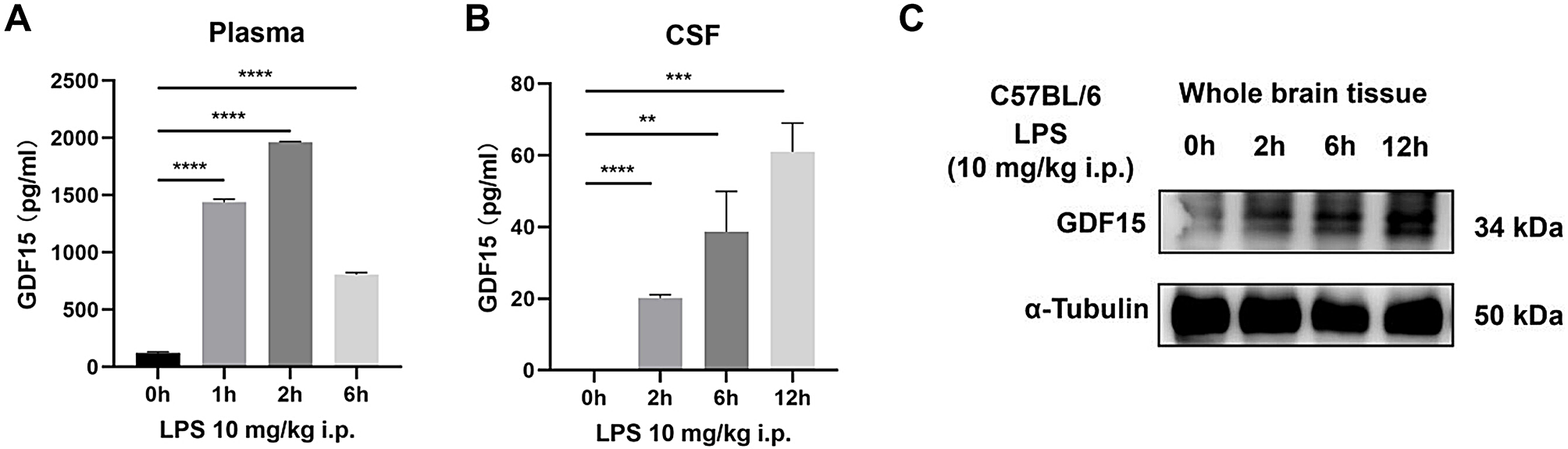 Growth differentiation factor 15 aggravates sepsis-induced cognitive and memory impairments by promoting microglial inflammatory responses and phagocytosis