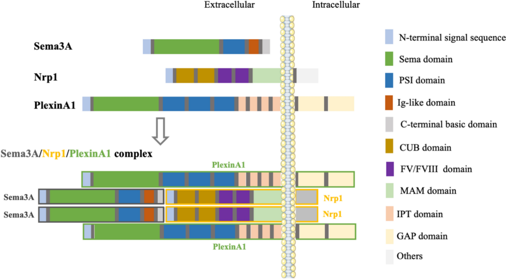 Semaphorin 3A on Osteoporosis: An Overreview of the Literature