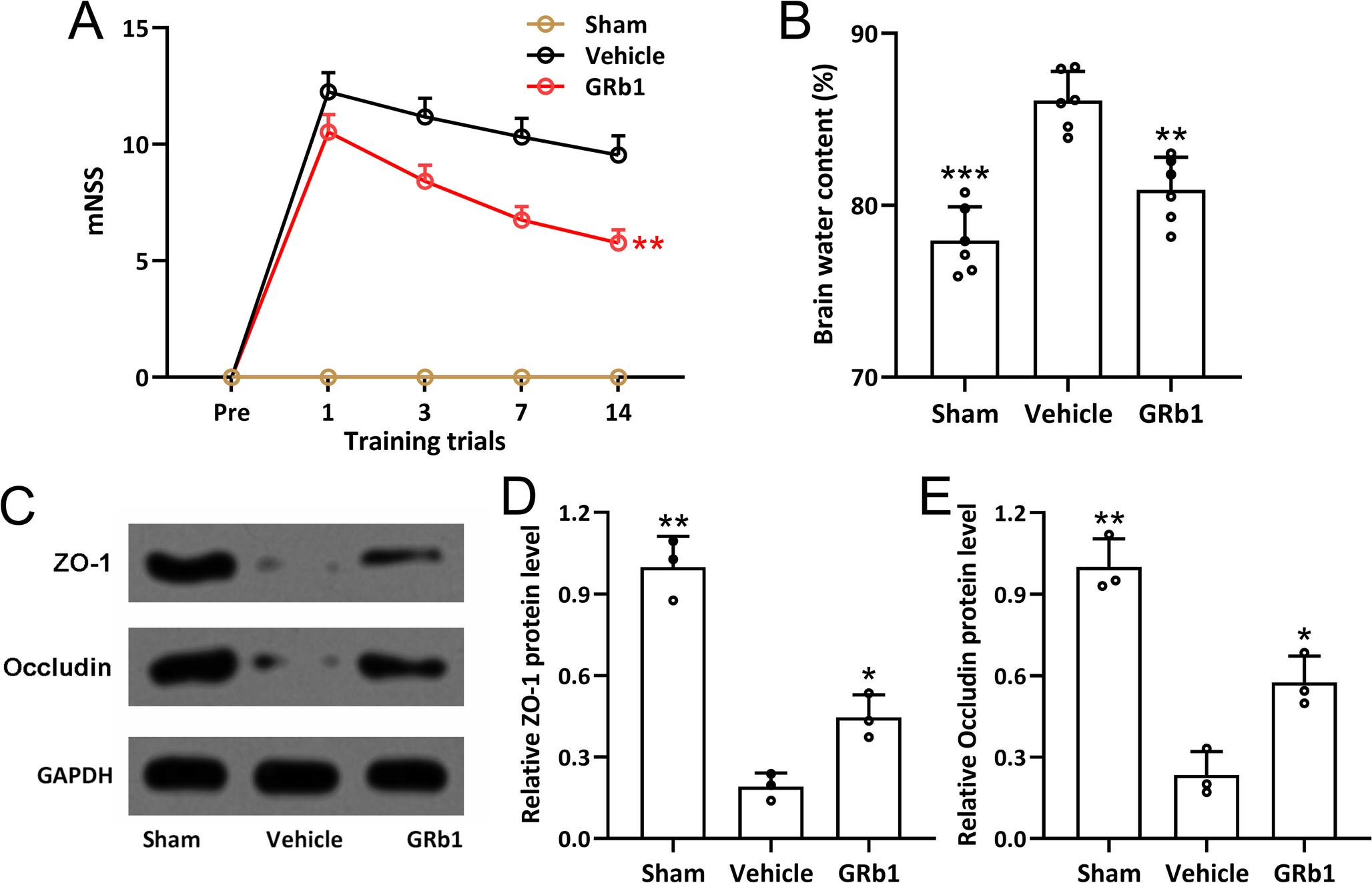 Ginsenoside Rb1 Maintains Tunneling Nanotubes between Astrocytes and Neurons To Protect Mice from Cerebral ischemia/reperfusion Injury