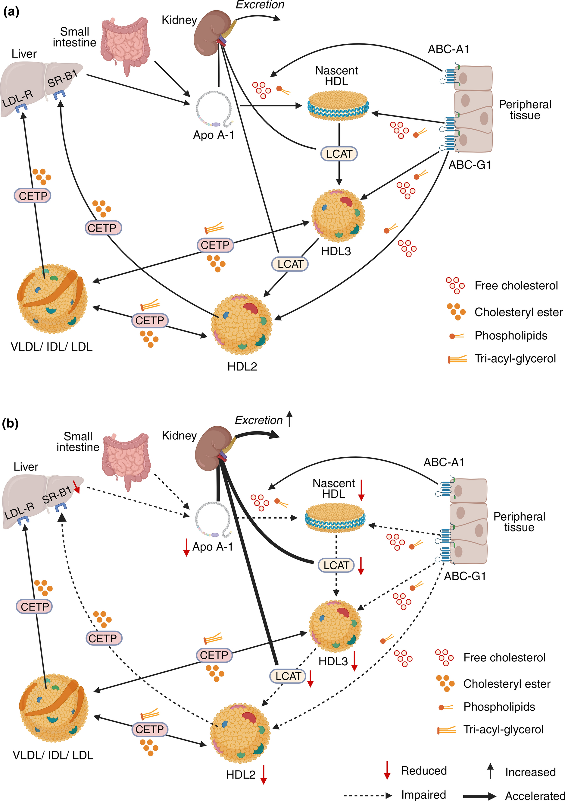 Lipid-Lowering Therapies in Patients with Chronic Kidney Disease: A Perspective on High-Density Lipoprotein Cholesterol