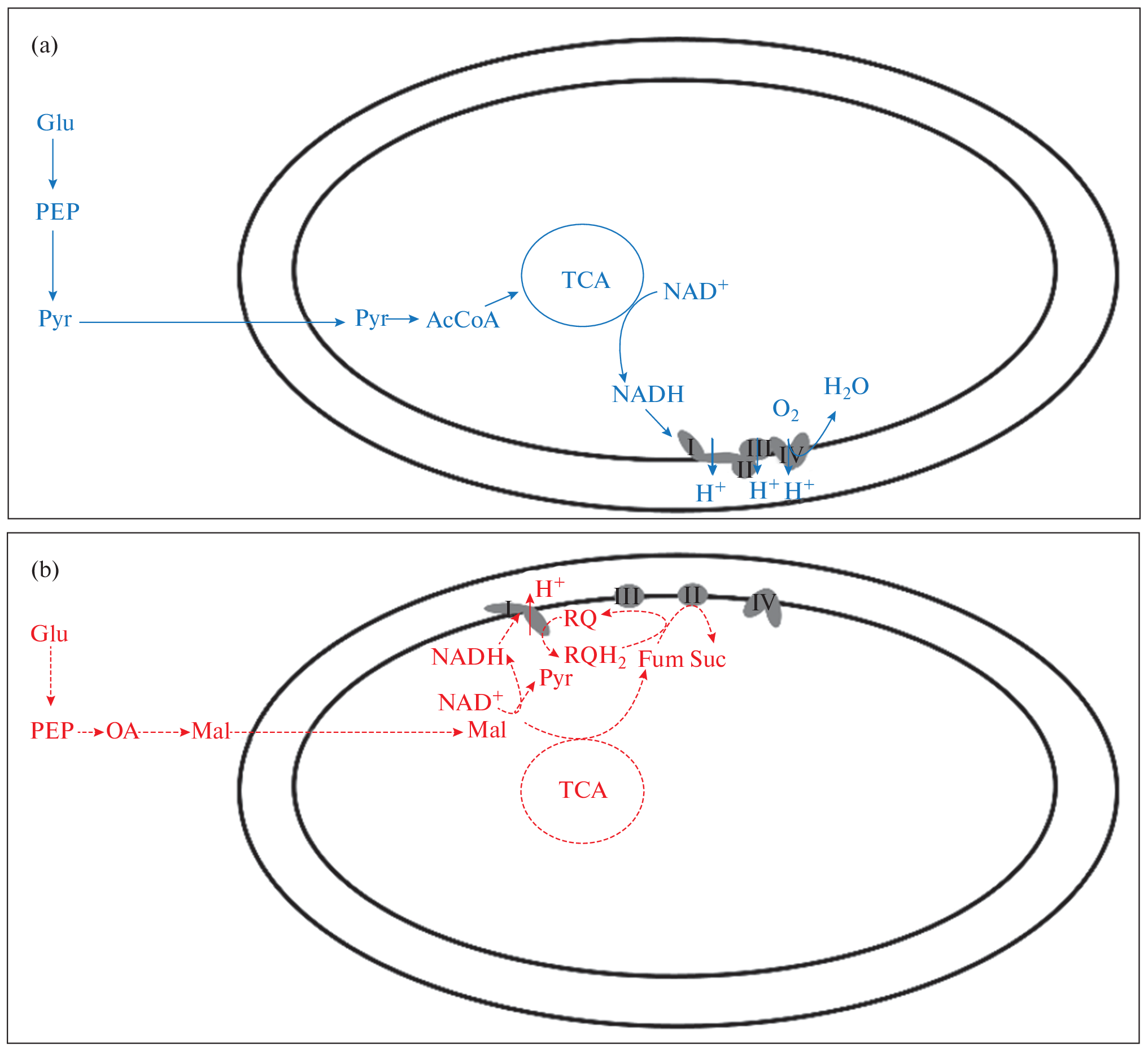 The Potential for Using the Mechanism of Hypoxic Adaptation in Lower Eukaryotes