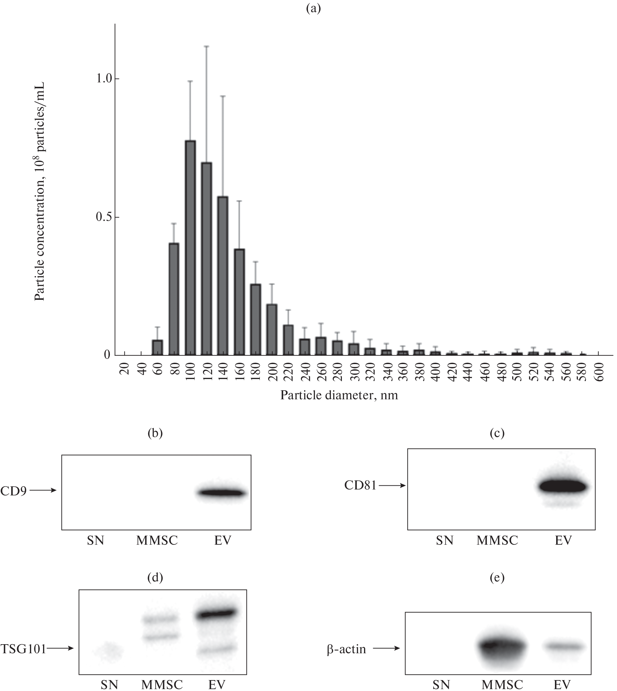 The Effect of Extracellular Vesicles Produced by MMSC on the Growth Rate of Cultured Renal Epithelial Cells under Normal Conditions and under Oxygen-Glucose Deprivation