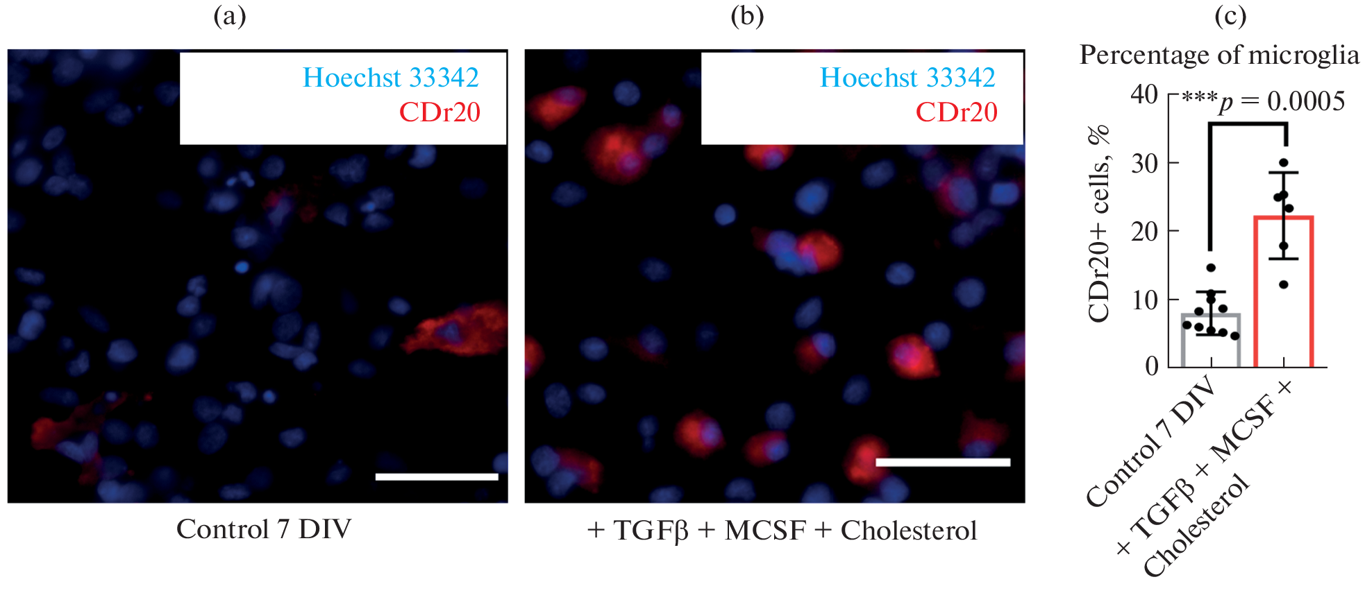Effect of the Combination of TGFβ + MCSF + Cholesterol on the Percentage and Functional Activity of Microglia in Rat Hippocampal Cell Cultures