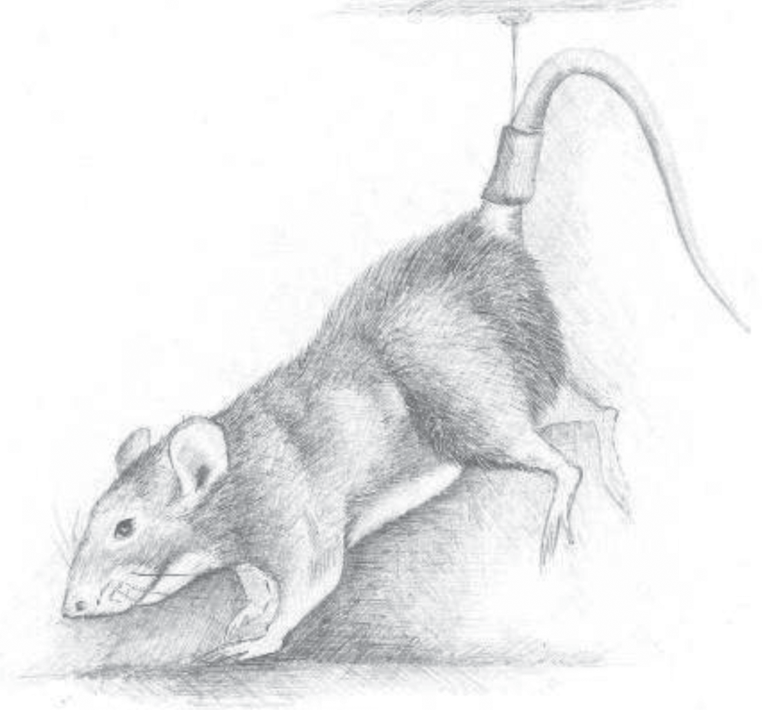 Morphological and Functional Evaluation of Rat Leg Muscles under the Influence of Hindlimb Unloading, Tenotomy, and Denervation