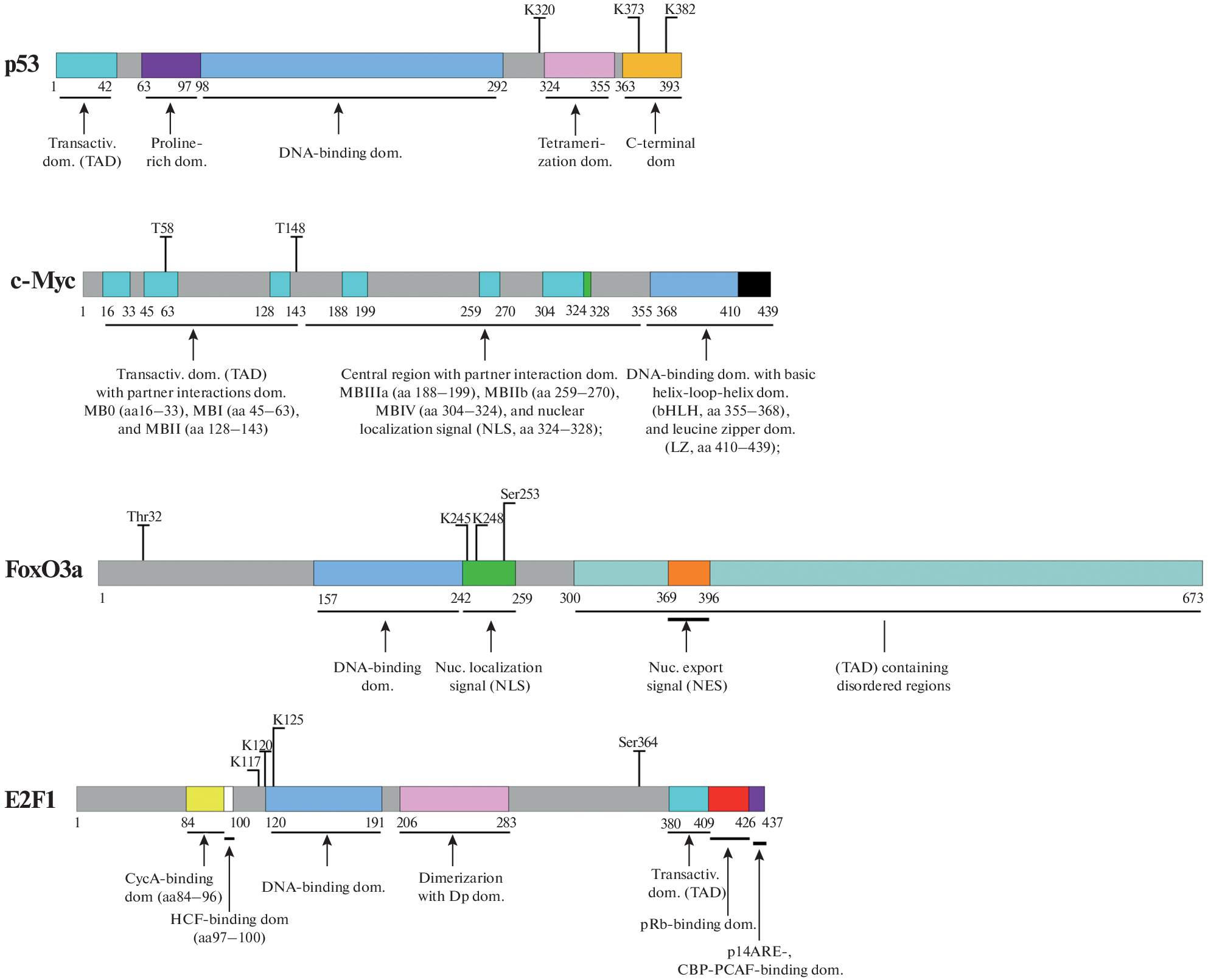 Post-translational Modifications of Proteins with Disordered Structure in the Regulation of Regeneration and Neurodegeneration of Brain Cells
