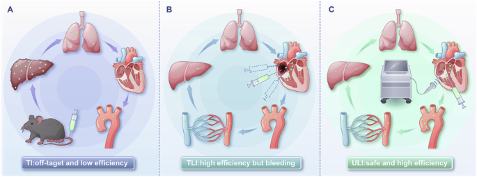 Ultrasound-guided left heart injection: a safer and more efficient strategy for mouse thoracic aortic gene delivery