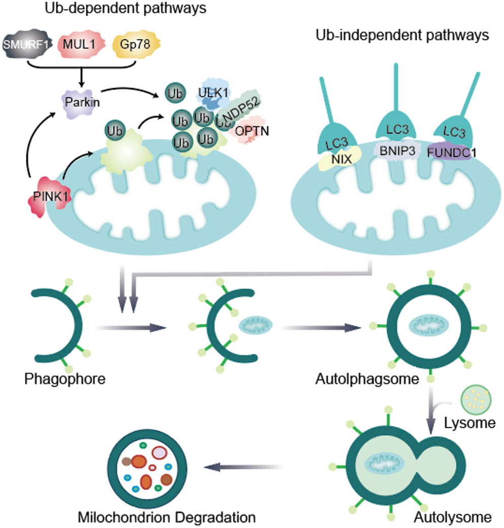 Crosstalk between mitophagy and breast cancer: mechanisms of action and clinical applications