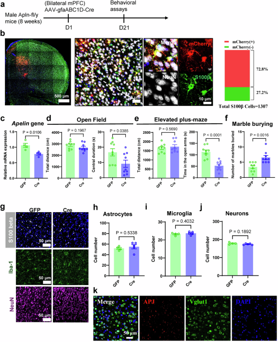 Astrocytic apelin mediates cortical neuronal function and prevents anxiety-like behaviors in mice