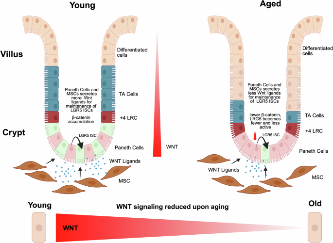 Wnt signaling and the tumor microenvironment: implications for cancer progression and therapeutics