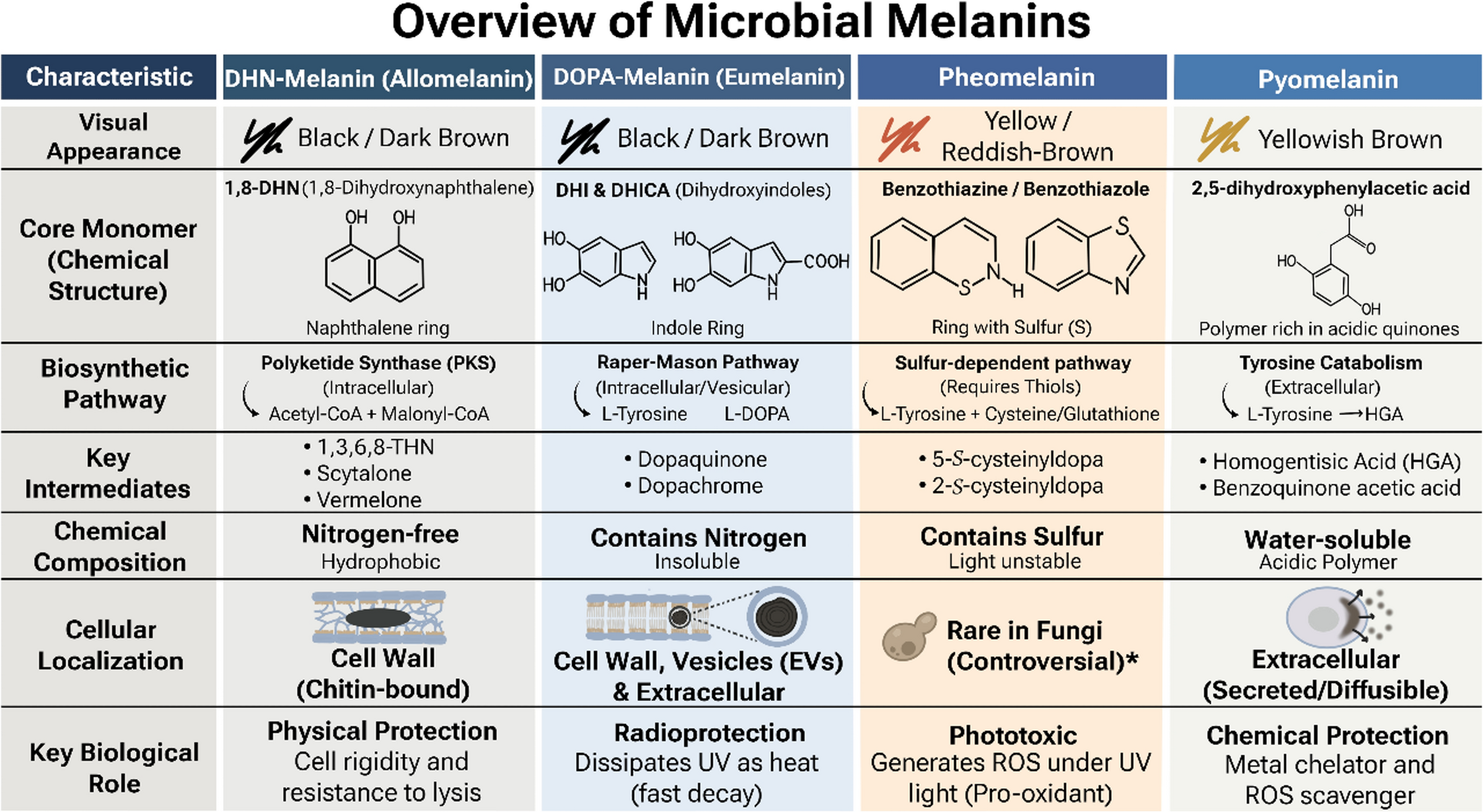 Dismantling darkness: interdisciplinary perspectives on melanin degradation
