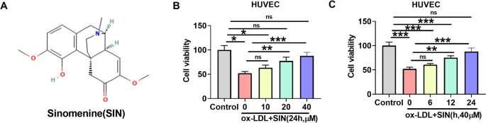 Sinomenine protects against oxidized low-density lipoprotein-induced human umbilical vein endothelial cell injury through regulating the myocyte enhancer factor 2 A/C-X-C motif chemokine ligand 14 pathway