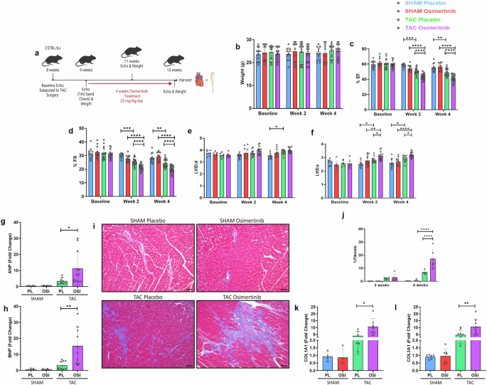 Osimertinib-induced cardiotoxicity is driven by HDAC-dependent epigenetic repression and rescued by vorinostat
