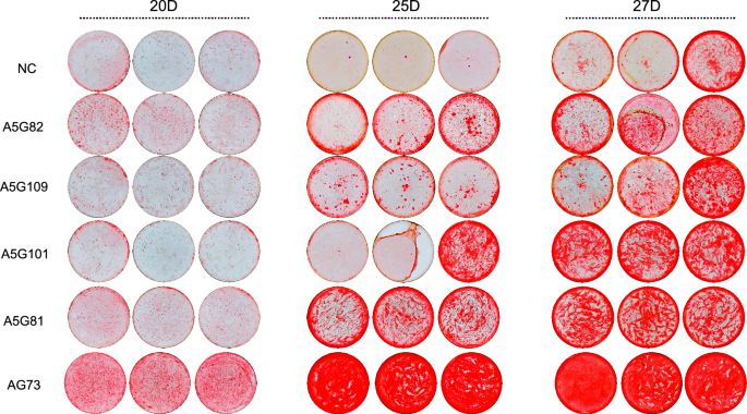 In-Depth Analysis of AG73-Dental Pulp Cell Interactions Underlying Adhesion and Mineralization: Insights from Alanine Scanning